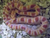 BabyCorn2