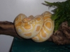 Stevie1