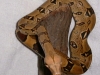 William
