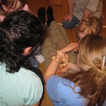 Alex the cornsnake
