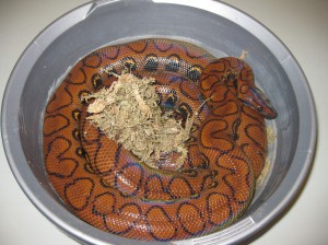 Gino the Brazilian Rainbow Boa Epicrates Cenchria Cenchria