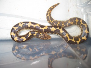 Kenyan Sand Boa Kenyan Sand Boa