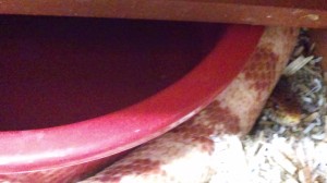 Syrup the Corn snake