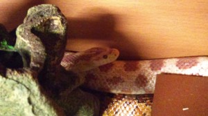 Kellogs the Corn Snake