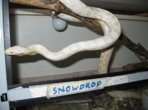 Snowdrop