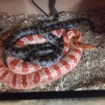 Ziggy n Storm