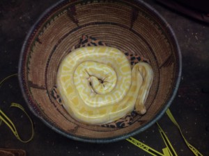 Bou in Basket