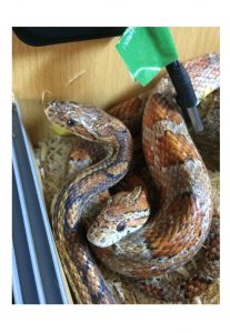 Originally Flo & Diago Rehomed
